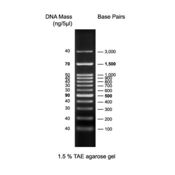 DM003-R500 100bp DNA Ladder H3 RTU