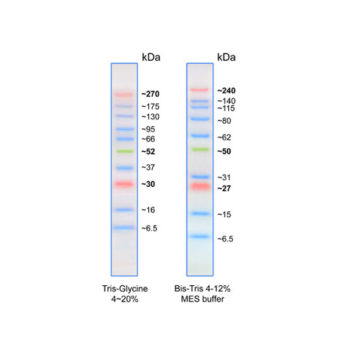 PM001-0500 BLUltra Prestained Protein Standard